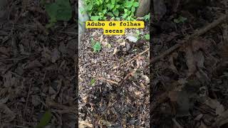 Adubo de folhas secas compostagem [upl. by Etrem874]