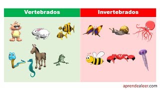 Ejemplos de animales vertebrados e invertebrados para niños [upl. by Sauncho884]