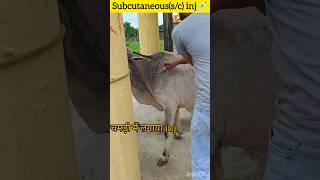 SubCutaneous injection kaise lagaye  Hashim khan [upl. by Hgieliak917]