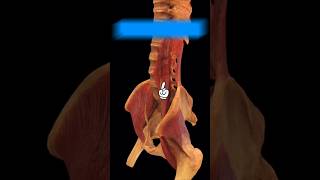 Psoas Major Muscle Function youtube youtubeshorts ytshorts anatomy [upl. by Cod]