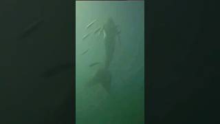 Mermaid caught on camera 2024 watch now before they delete it mermaid mermaids shorts trending [upl. by Legir]