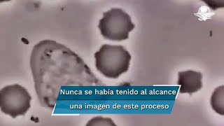 Así se ve un glóbulo blanco humano persiguiendo a una bacteria [upl. by Adneram940]