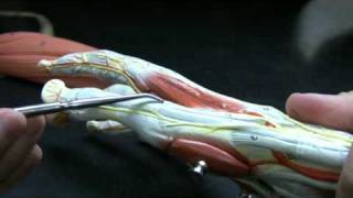 Muscles and Tendons of the Forearm pt 2 [upl. by Bevin432]