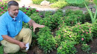 Lantana Lantana camara  Plant Identification [upl. by Buxton]