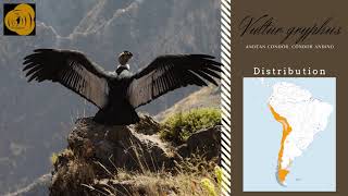 Andean Condor Vultur gryphus sounds [upl. by Ahsenom]