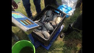 Backyard Fish Farming in Zambia by Ladville Aquatech [upl. by Mckee409]