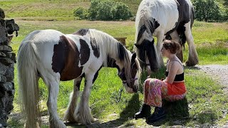 What a start to the day 🐴🐴yorkshire shepherdess horse clydesdale foal heavyhorse [upl. by Cattier180]