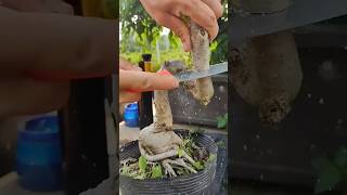 Grafting process🌿agriculture gardening homegarden shortsfeed shortsviral tree garden farming [upl. by Cindie]