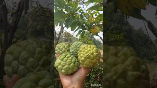 Annonaceae 🍏custardapple🍈 custard fruitninja fruitlover fruit ytshortvideo ytshots video 🍈 [upl. by Eart]