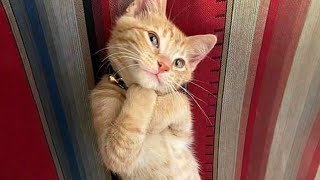 10 Minutes of Adorable cats and kittens videos to Keep You Smiling 🐱 [upl. by Solohcin97]