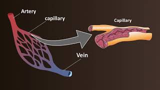 Network of Blood Vessels  Arteries Veins amp Capillaries [upl. by Maximilien272]