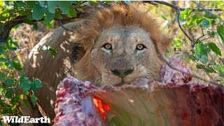 Lions at the table  SafariLIVE Sunrise  03 November 2024 [upl. by Hogg]