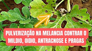 PULVERIZAÇÃO NA MELANCIA PARA CONTROLE DE MILDIO OIDIO ANTRACNOSE E PRAGAS [upl. by Palecek605]