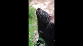 Aussie sanctuary welcomes adorable Tasmanian Devil joeys [upl. by Yeca]