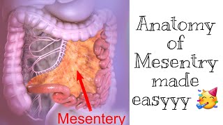 Mesentry Anatomy  Easiest most explanation [upl. by Eanaj761]