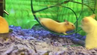 Hamster Has Epic Fail on Running Wheel [upl. by Otrebron]