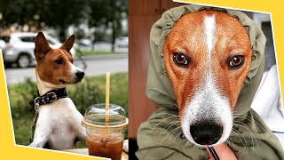 BASENJI 🐕 Watch This Before Getting A Basenji Puppy 🐕 Pros amp Cons of the Basenjis Dog Breed Puppies [upl. by Bullen]