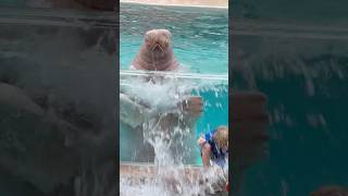 Slowpoke  SeaWorld’s Walrus [upl. by Retnuh]