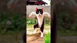 D k comedy videotrandreelsvideo viral tranding [upl. by Gorlin]