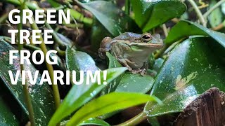 The Best and Worst Things about Keeping American Green Tree Frogs [upl. by Castillo303]