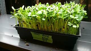 Birdseed Black Oil Sunflower Microgreens [upl. by Domenic]