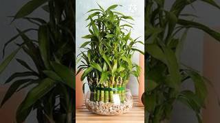 10 Indoor Plants That Grow In Water indoorplants plants garden gardening summer youtubeshorts [upl. by Nylsoj]