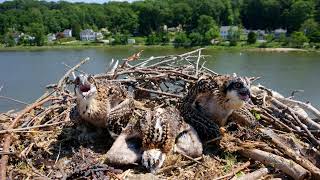 Eagle Dock Live Osprey Cam [upl. by Giovanna]