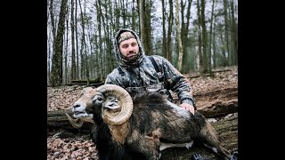 Mouflon Ram Bow Hunt Bowhunting Exotics [upl. by Kubis573]