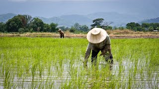 Technology Acceptance Model TAM A Framework for Predicting Farmers’ Adoption [upl. by Itteb864]