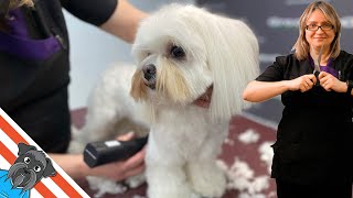 Maltese dog grooming  Step by step groom a Maltese [upl. by Anesusa]