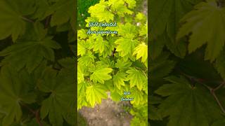 Wild Collected Acer japonicum zengarden japanesemaple northcarolina japan [upl. by Leirvag765]