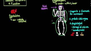 Skeletal Structure and Function [upl. by Elle]