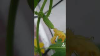 Cucumber Plant Finally Started Blooming viral shorts gardening plants [upl. by Ytoc]