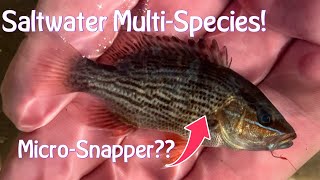 September MultiSpecies Saltwater Fishing Micro Snapper Jacks amp More [upl. by Latrice712]