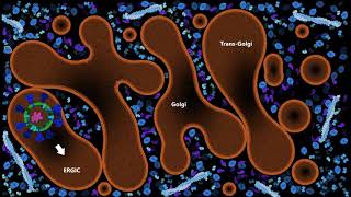 Viral Budding of the SARSCoV2 virus  NanoBiology Course 2020  Monday Group [upl. by Oeak]