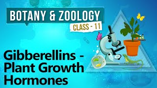 Gibberellins  Plant Growth Hormones  Plant Growth and Development  Biology Class 11 [upl. by Edlin]