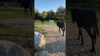 Single file donkeys at the end of a beautiful day at Bee Haven Animal Sanctuary donkey [upl. by Enileve]