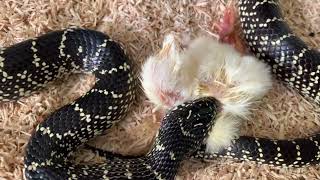 Florida kingsnake eats his third chick Βασιλικόφιδο Φλόριντας τρώει το τρίτο του κοτοπουλάκι [upl. by Tound]