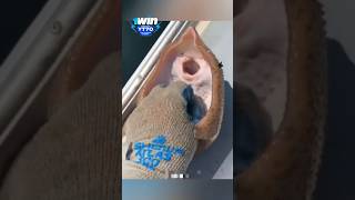 why Stingray fish laughing [upl. by Ahen]