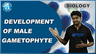 DEVELOPMENT OF MALE GAMETOPHYTE HINDI  Male gametophyte  Microsporogenesis  KATYAYAN ACADEMY [upl. by Godewyn253]