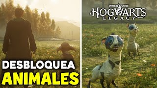 ✅ COMO DESBLOQUEAR las CRIATURAS MÁGICAS en HOGWARTS LEGACY VIVERO  CRIAR ANIMALES [upl. by Dagny]