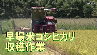 種子島の早場米コシヒカリ収穫作業 西之表市安城川脇 令和6年7月9日 [upl. by Oirom]