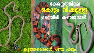 ഉഗ്ര വിഷമുള്ള കേരളത്തിലെ കുഞ്ഞൻ പാമ്പുകൾ  Dangerous Snake in Kerala STORIES PLUS [upl. by Arratahs]