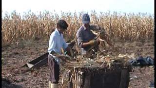 El cultivo del maní en Bonilla y Batoví Tacuarembó 12 [upl. by Kho]