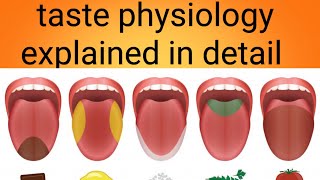 taste physiology in detailphysiology lecture 15 [upl. by Berkley578]