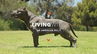 ALL ABOUT LIVING WITH THE AMERICAN BULLY [upl. by Eltrym]