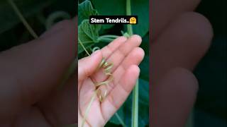 Stem tendrils🤗  Stem tendrils in Bottle guard  biology botany botanyadda Kukubiology [upl. by Gaut841]