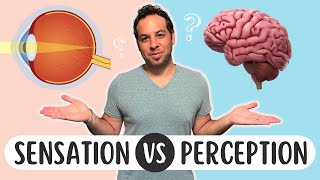 Sensation vs Perception Whats the Difference [upl. by Ocin712]