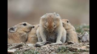 The plateau pika Ochotona curzoniae Ladakh India 🇮🇳 [upl. by Lleira221]