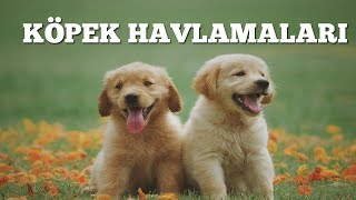 KÖPEK HAVLAMALARI  HAVLAYAN KÖPEKLER [upl. by Melesa]